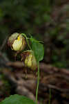 Kentuckey lady's slipper